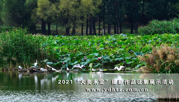 【大美永定】官廳水庫國家濕地公園成生態(tài)文旅熱土 【大美永定】官廳水庫國家濕地公園成生態(tài)文旅熱土