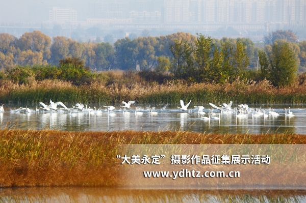 【大美永定】生態(tài)修復(fù)再現(xiàn)鳥(niǎo)類樂(lè)園 【大美永定】生態(tài)修復(fù)再現(xiàn)鳥(niǎo)類樂(lè)園