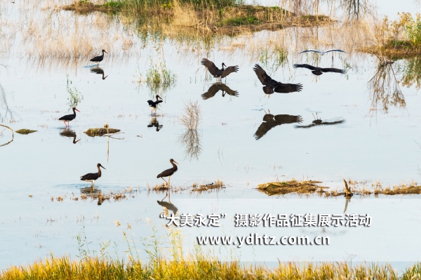 【大美永定】生態(tài)修復(fù)再現(xiàn)鳥(niǎo)類樂(lè)園 【大美永定】生態(tài)修復(fù)再現(xiàn)鳥(niǎo)類樂(lè)園