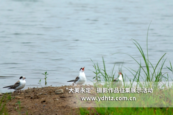 【大美永定】生態(tài)修復(fù)再現(xiàn)鳥(niǎo)類樂(lè)園 【大美永定】生態(tài)修復(fù)再現(xiàn)鳥(niǎo)類樂(lè)園