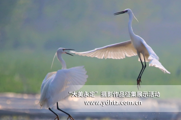 【大美永定】生態(tài)修復(fù)再現(xiàn)鳥(niǎo)類樂(lè)園 【大美永定】生態(tài)修復(fù)再現(xiàn)鳥(niǎo)類樂(lè)園