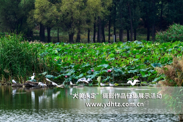 【大美永定】生態(tài)修復(fù)再現(xiàn)鳥(niǎo)類樂(lè)園 【大美永定】生態(tài)修復(fù)再現(xiàn)鳥(niǎo)類樂(lè)園