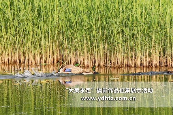 【大美永定】生態(tài)修復(fù)再現(xiàn)鳥(niǎo)類樂(lè)園 【大美永定】生態(tài)修復(fù)再現(xiàn)鳥(niǎo)類樂(lè)園